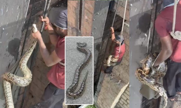 Python found in Himayat Sagar Crust Gate