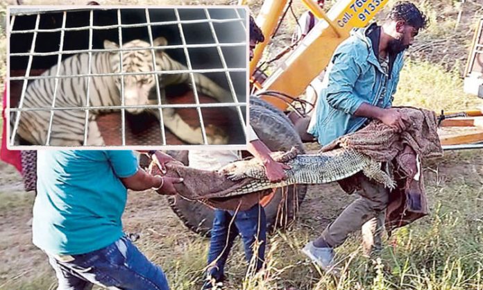 Vehicle overturned transporting tigers and crocodiles