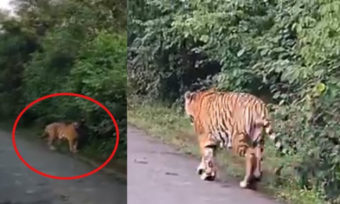 tiger spotted in Amrabad