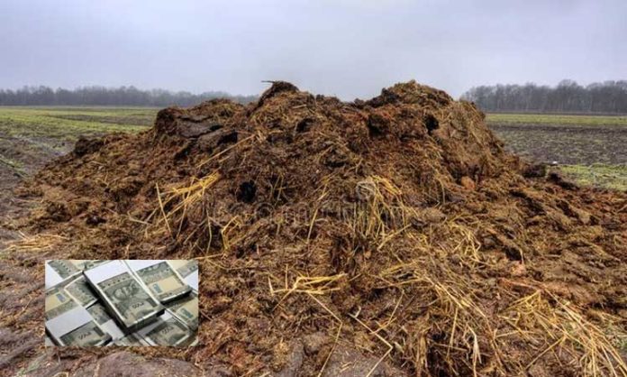 Money found in heap of cow dung