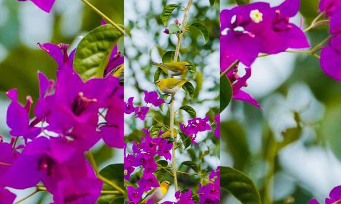 Birds Acrobatics in Green India Challenge