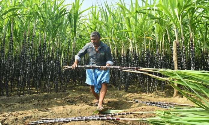 Sugarcane farmers on subsidies