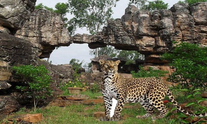 Leopard found in tirumala