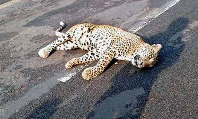 Cheetah dies after hit by vehicle