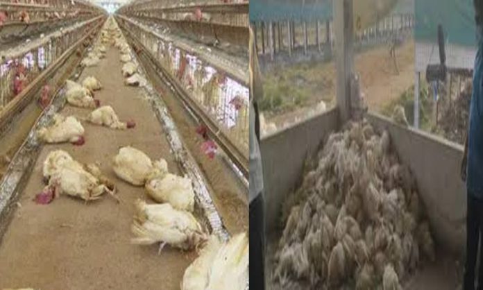 bird flu in andhra pradesh