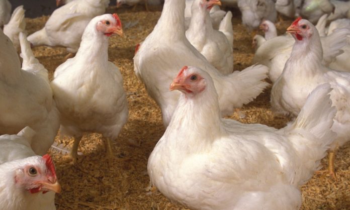 virus in poultry farms