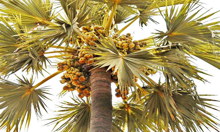 Palm tree worker injured